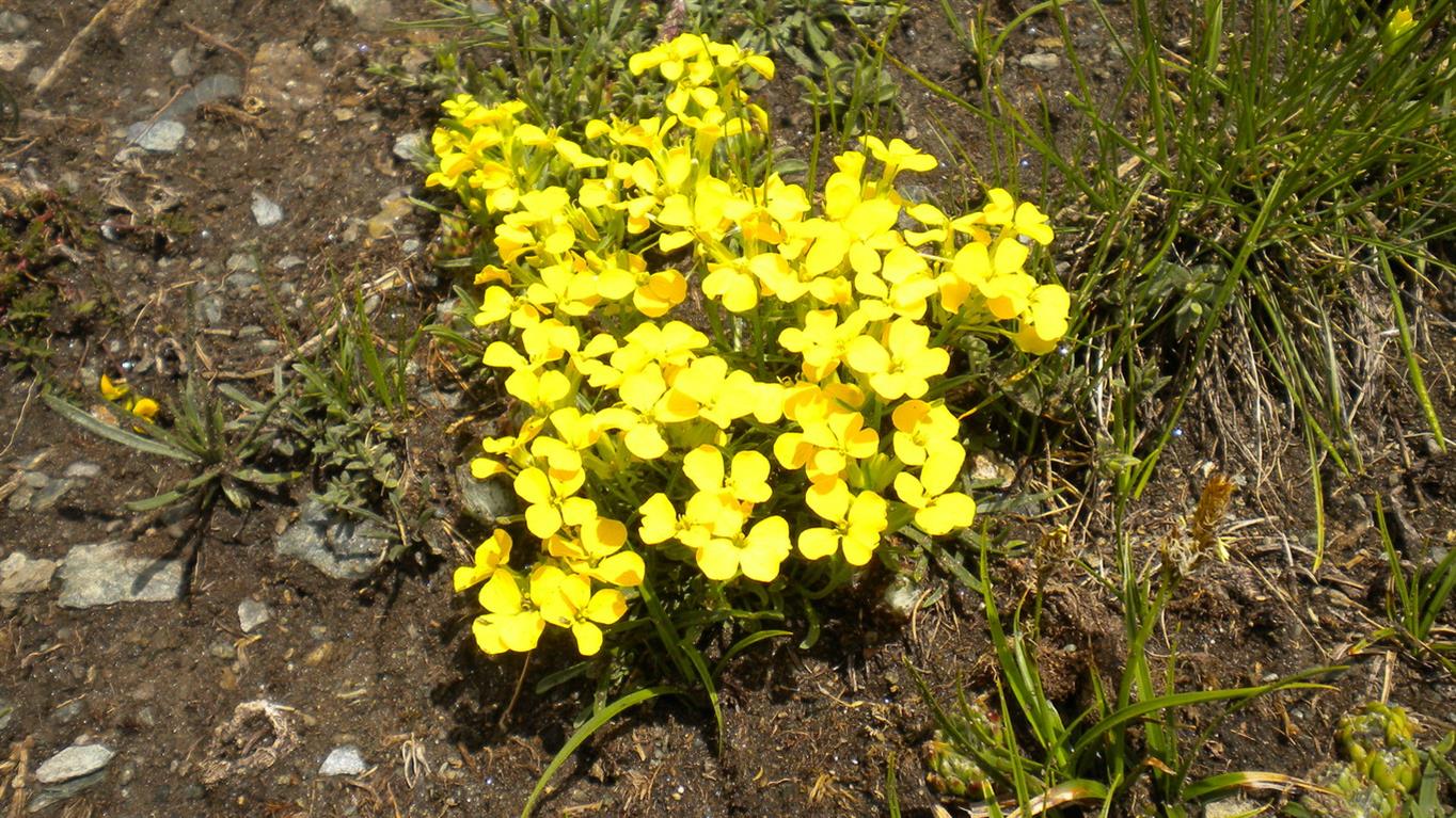 val d''Aosta 11 - Erysimum cfr. jugicola